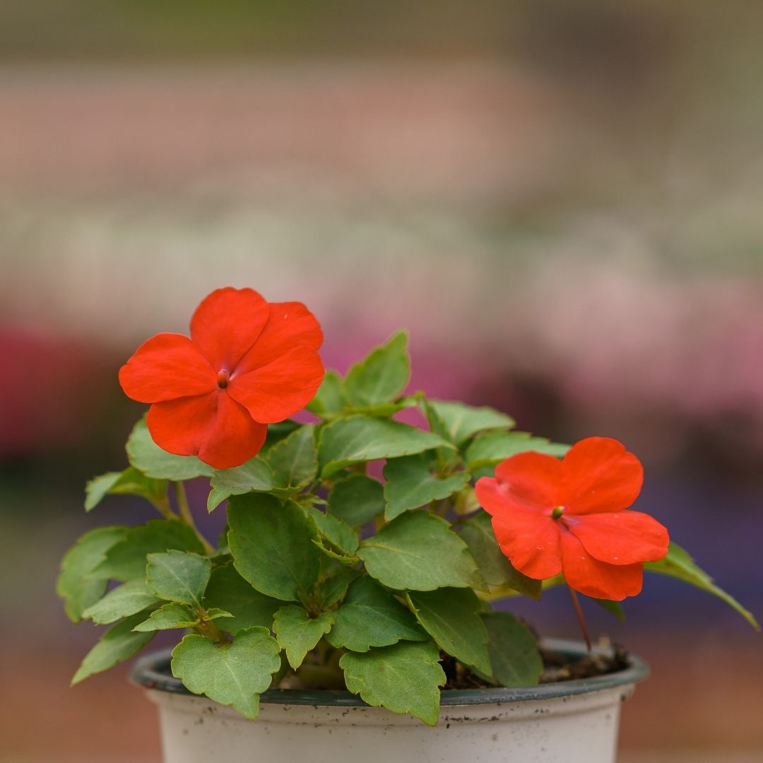 Impatiens – Beacon Orange – 4″ Pot